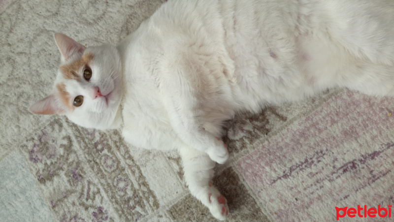 Tekir Kedi, Kedi  Sükrü fotoğrafı