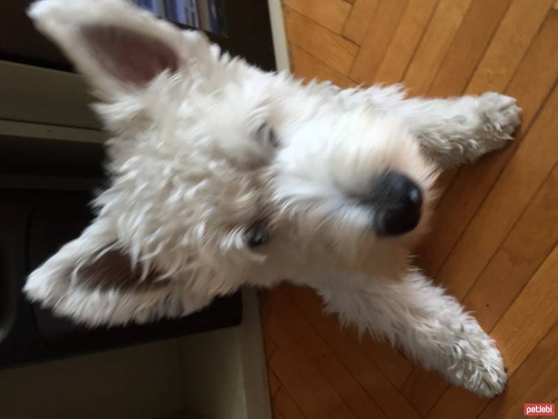 West Highland White Terrier, Köpek  Pinyon fotoğrafı