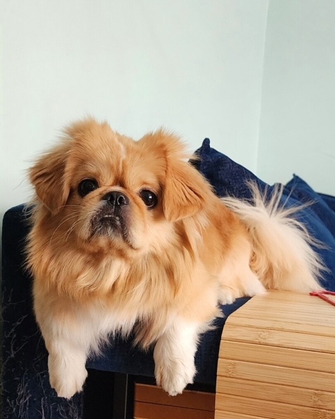 Pekingese, Köpek  Persik fotoğrafı