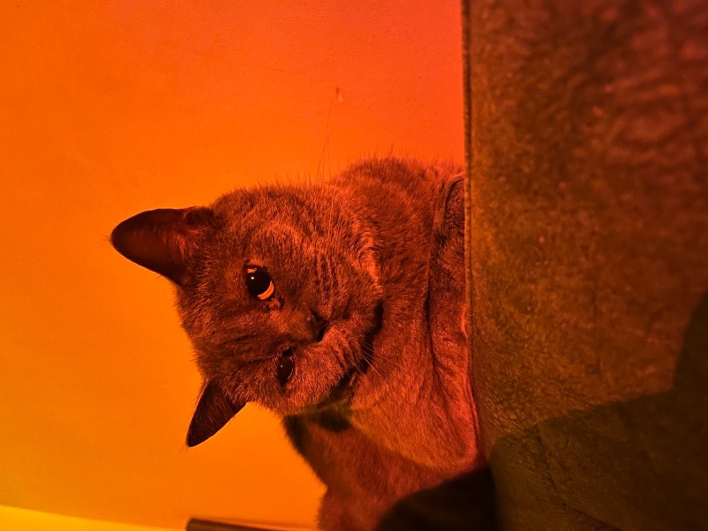 British Longhair, Kedi  Aşure fotoğrafı