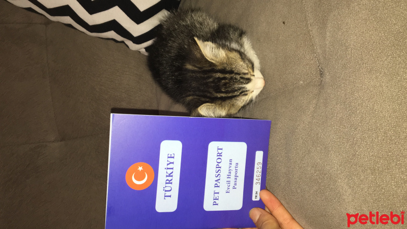Tekir Kedi, Kedi  Kıtır fotoğrafı