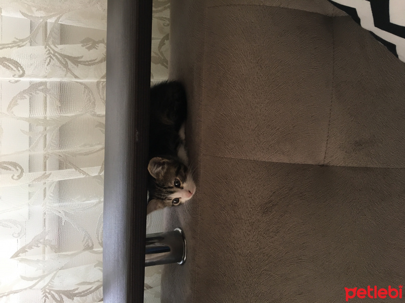 Tekir Kedi, Kedi  Kıtır fotoğrafı