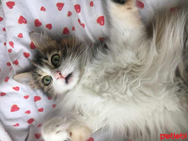 Tekir Kedi, Kedi  Püskül fotoğrafı