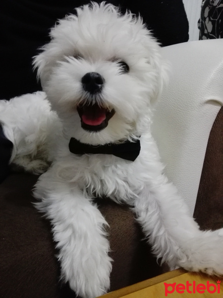 Maltese, Köpek  Bulut fotoğrafı