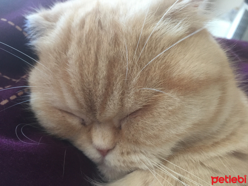 Scottish Fold, Kedi  Minti fotoğrafı