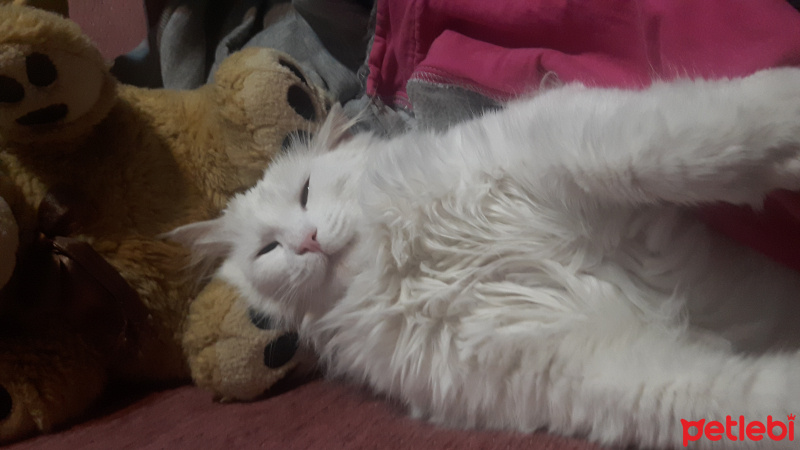Ankara Kedisi, Kedi  Müsfette fotoğrafı