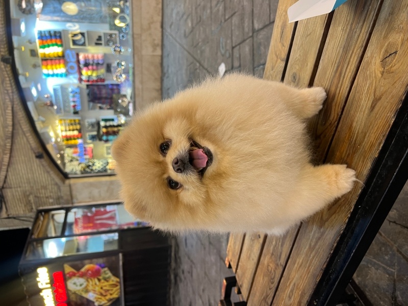 Pomeranyalı, Köpek  Papi fotoğrafı