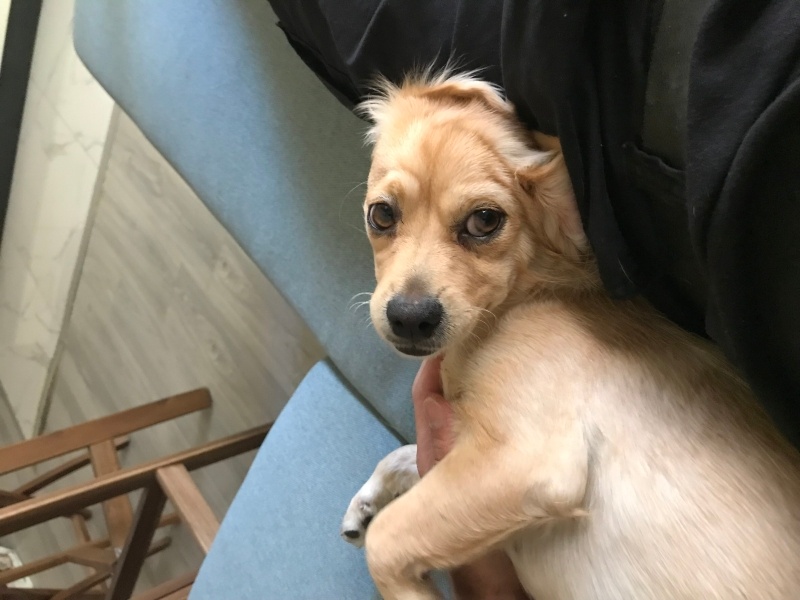 Golden Retriever, Köpek  Laika fotoğrafı