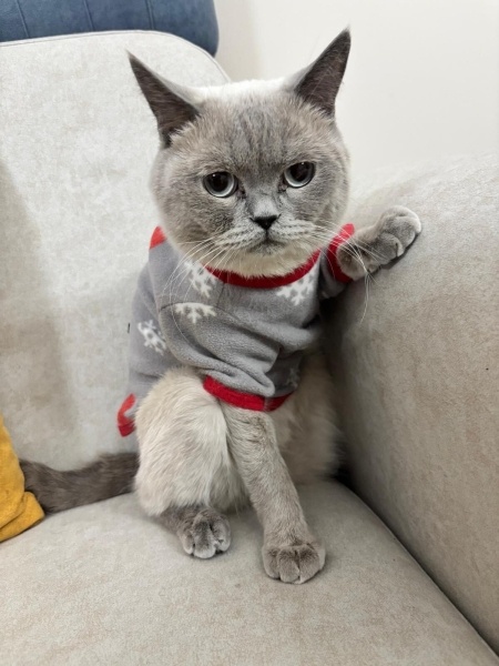 British Shorthair, Kedi  Atlas fotoğrafı