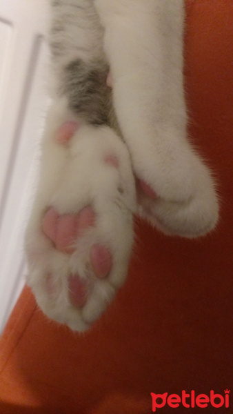 Soke, Kedi  Patır fotoğrafı