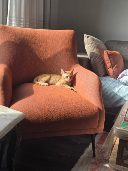 Sarman, Kedi  Uslu fotoğrafı