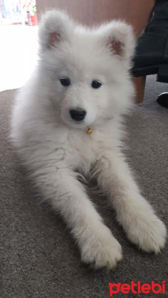 Samoyed, Köpek  pafi fotoğrafı
