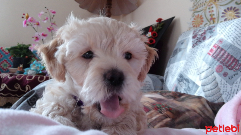 Maltese, Köpek  Daisy fotoğrafı