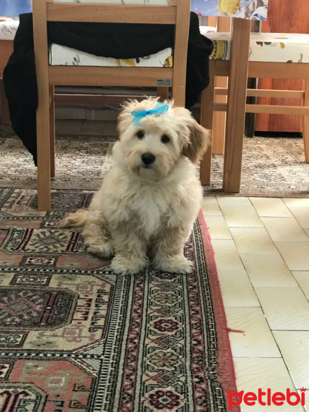 Maltese, Köpek  Daisy fotoğrafı