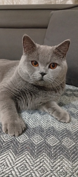 British Longhair, Kedi  Duman fotoğrafı