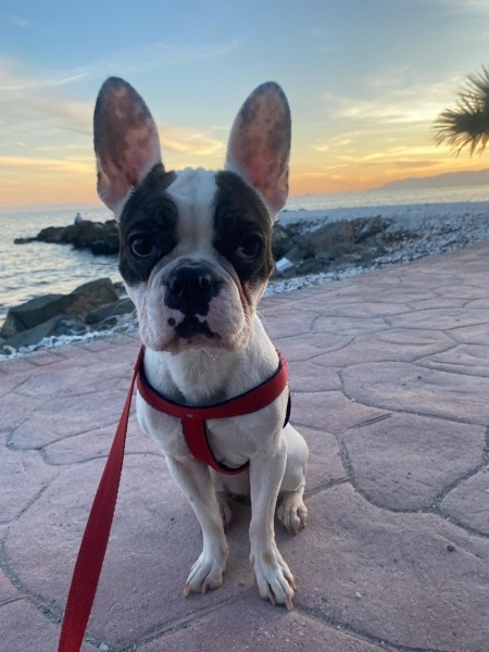 Fransız Bulldog, Köpek  neva fotoğrafı