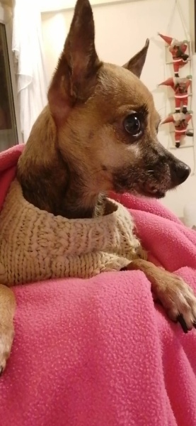 Minyatür Pinscher, Köpek  SUZİ fotoğrafı