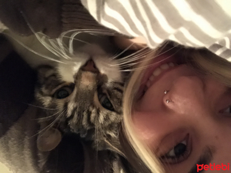 Tekir Kedi, Kedi  Osman fotoğrafı