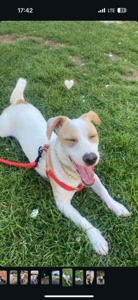 Jack Russell Terrier, Köpek  Begi fotoğrafı