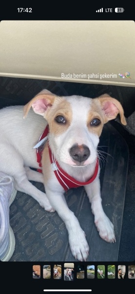 Jack Russell Terrier, Köpek  Begi fotoğrafı