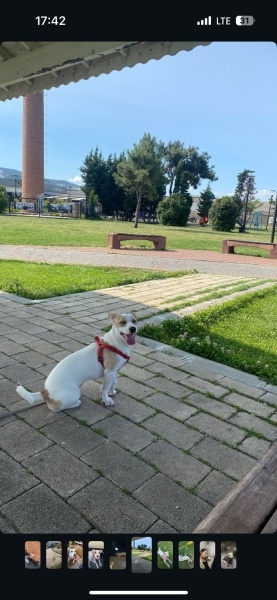 Jack Russell Terrier, Köpek  Begi fotoğrafı