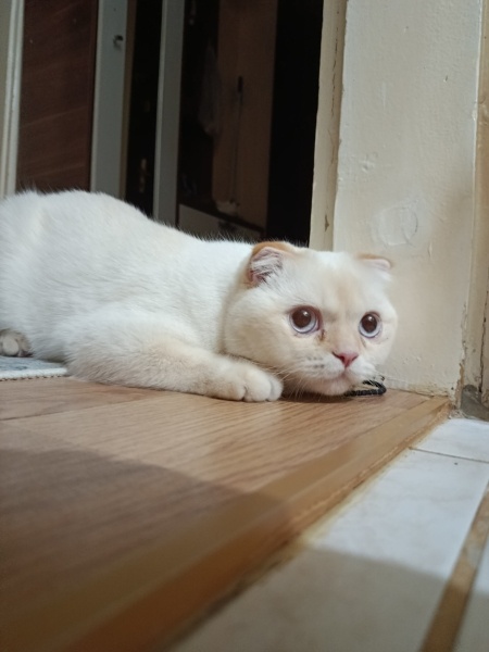 Scottish Fold, Kedi  Tarçın fotoğrafı