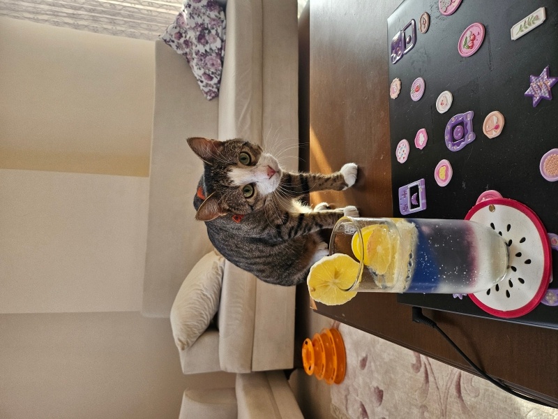 Tekir Kedi, Kedi  Fiko fotoğrafı