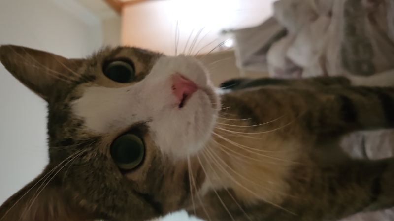 Tekir Kedi, Kedi  Fiko fotoğrafı