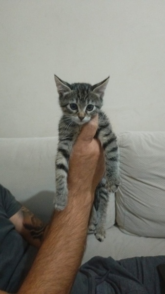 Tekir Kedi, Kedi  Şüküfe ve fidan fotoğrafı
