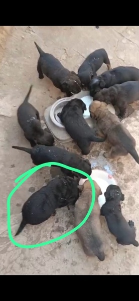 Cane Corso Italiano, Köpek  Lane fotoğrafı