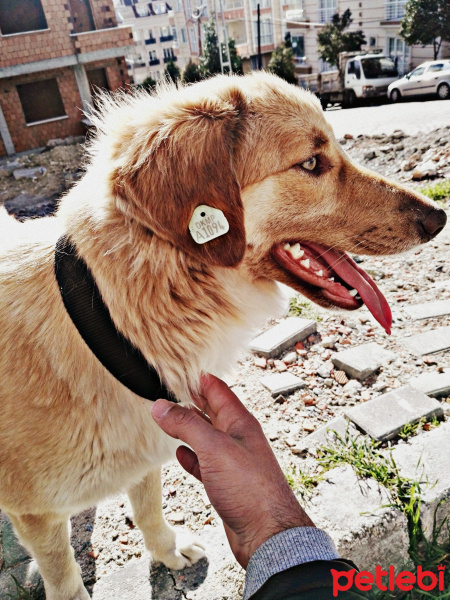 Golden Retriever, Köpek  Limon fotoğrafı
