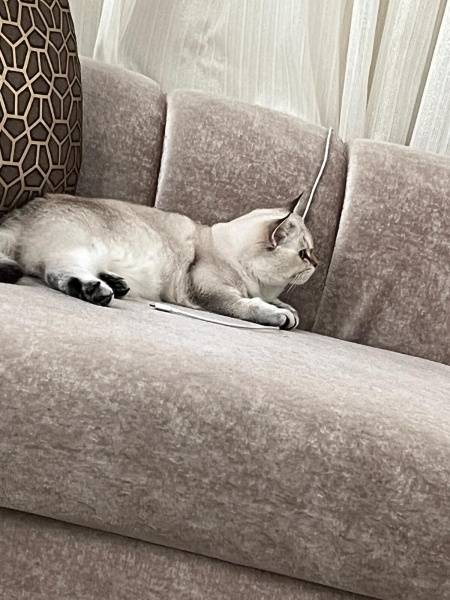 Brazilian Shorthair, Kedi  fiko fotoğrafı