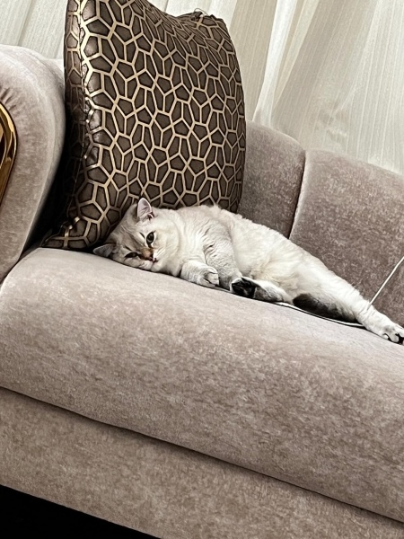 Brazilian Shorthair, Kedi  fiko fotoğrafı