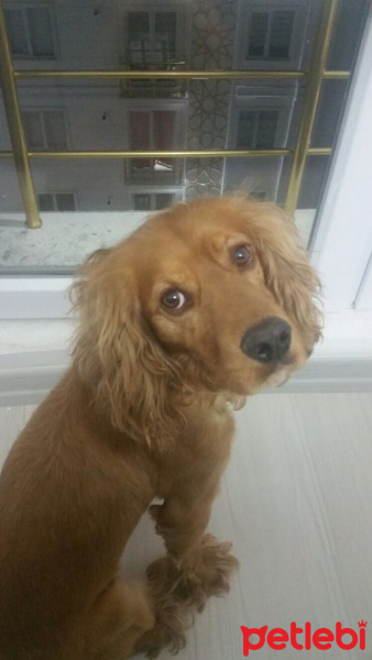 İngiliz Cocker Spaniel, Köpek  Lucky fotoğrafı