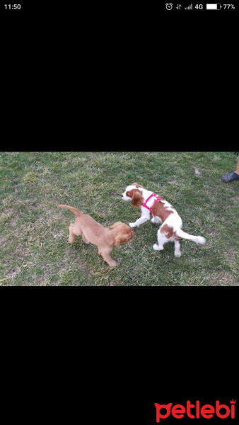 İngiliz Cocker Spaniel, Köpek  Lucky fotoğrafı