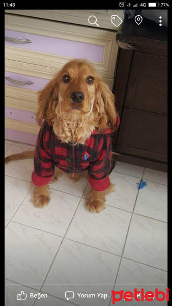 İngiliz Cocker Spaniel, Köpek  Lucky fotoğrafı