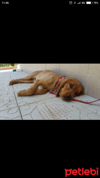 İngiliz Cocker Spaniel, Köpek  Lucky fotoğrafı