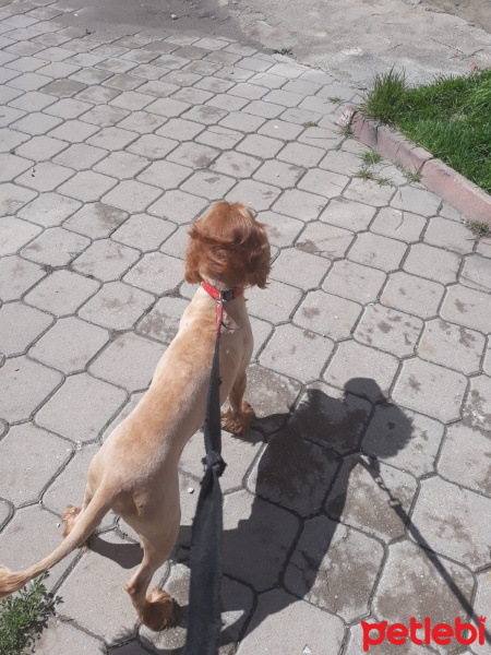 İngiliz Cocker Spaniel, Köpek  Lucky fotoğrafı