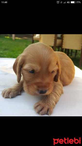 İngiliz Cocker Spaniel, Köpek  Lucky fotoğrafı