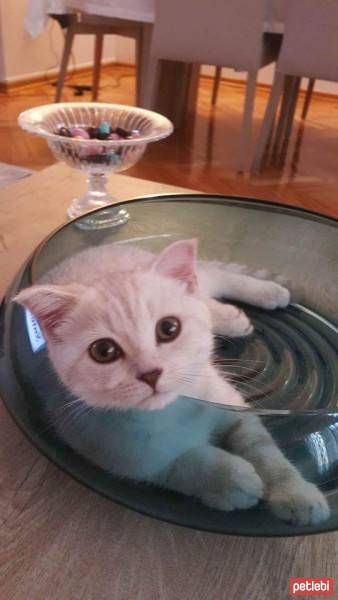 British Shorthair, Kedi  Oğluş fotoğrafı