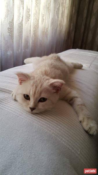 British Shorthair, Kedi  Oğluş fotoğrafı