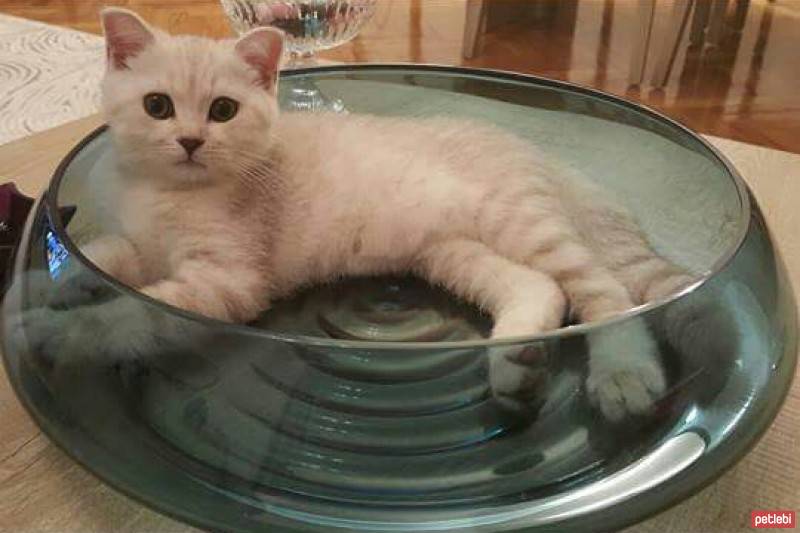 British Shorthair, Kedi  Oğluş fotoğrafı