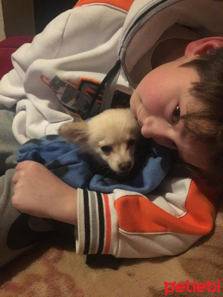 Chihuahua, Köpek  BARNEY fotoğrafı