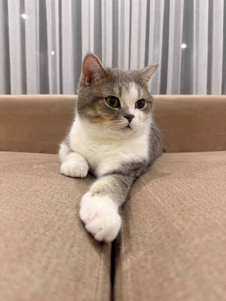 British Shorthair, Kedi  şaşkın fotoğrafı