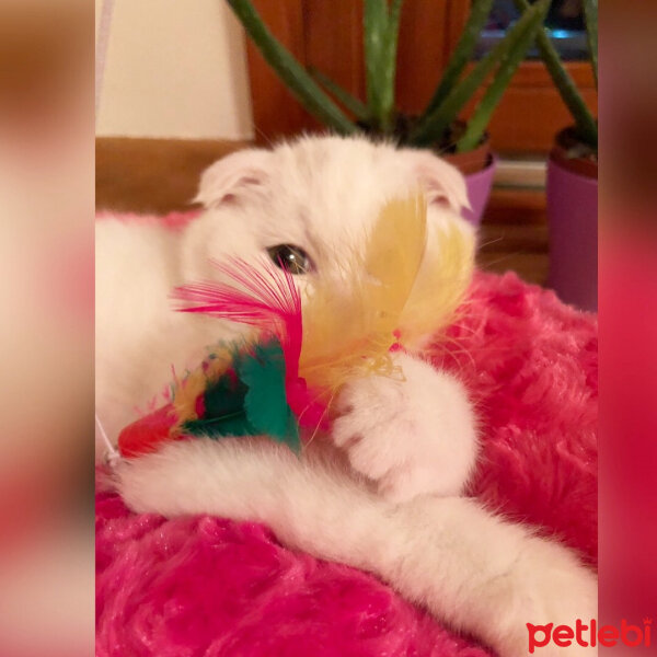 Scottish Fold, Kedi  Mianaz fotoğrafı