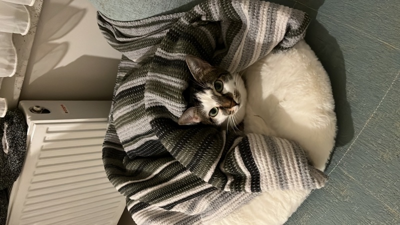 Soke, Kedi  Sushi fotoğrafı