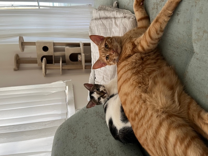 Sarman, Kedi  Kavun fotoğrafı