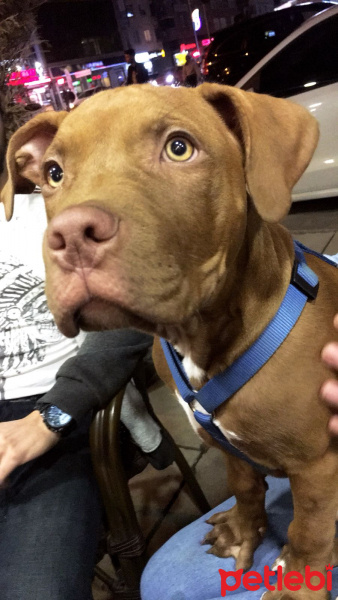 Amerikan Pitbull Terrier, Köpek  Ares fotoğrafı