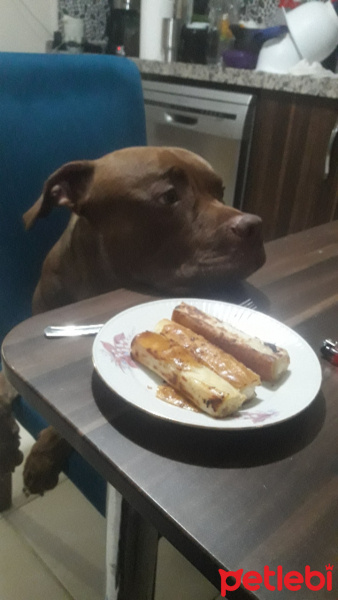 Amerikan Pitbull Terrier, Köpek  Ares fotoğrafı