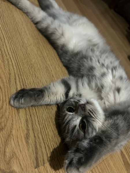 British Shorthair, Kedi  Yumak fotoğrafı